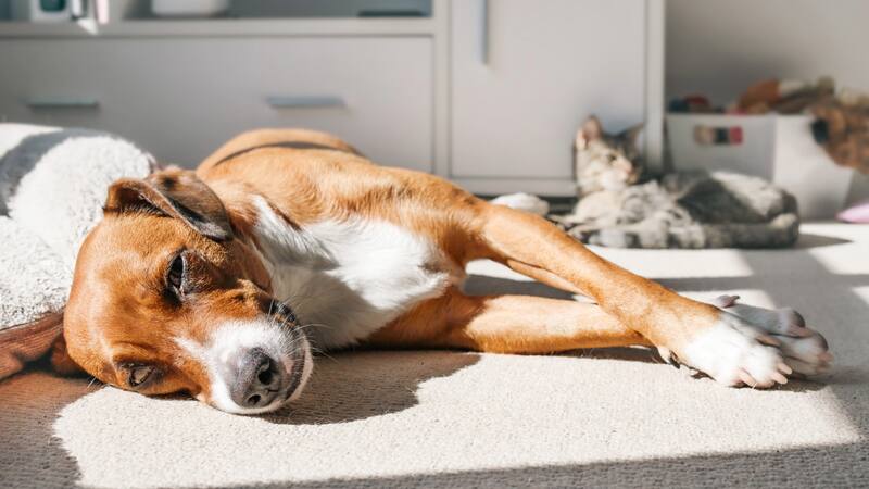 Golpes de calor en perros y gatos: cómo prevenirlos y qué hacer si ocurren. Foto: Shutterstock.