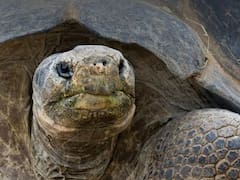 Tristeza en el mundo animal | No pudieron salvarla y la tortuga más famosa del mundo murió a los 141 años