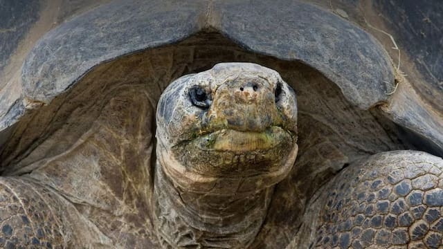 Tristeza en el mundo animal | No pudieron salvarla y la tortuga más famosa del mundo murió a los 141 años