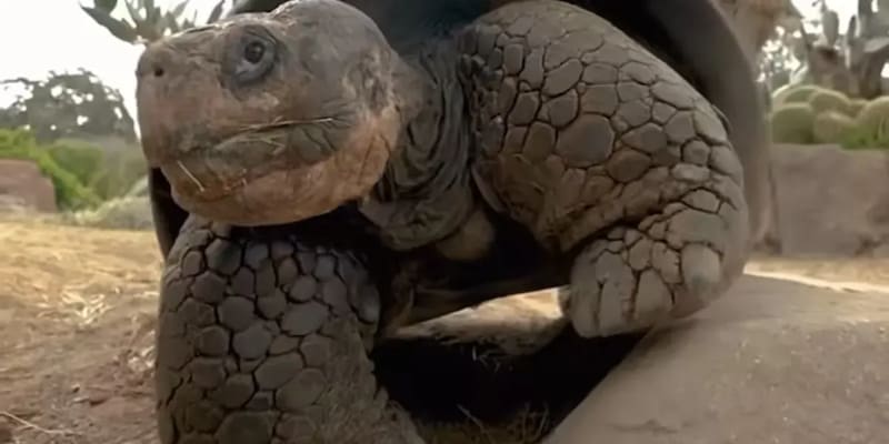 Gracias al cuidado del Zoológico de San Diego, Gramma pudo tener una vida excepcionalmente larga (Fuente: Zoo de San Diego)