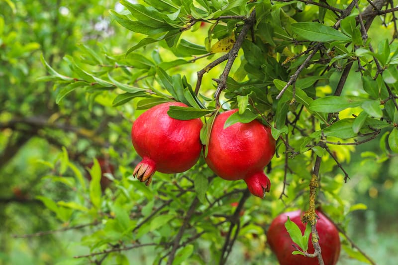 El granado es una de las opciones más interesantes para quienes buscan sumar un árbol frutal al jardín sin requerir grandes cantidades de agua. (Fuente: Shutterstock)