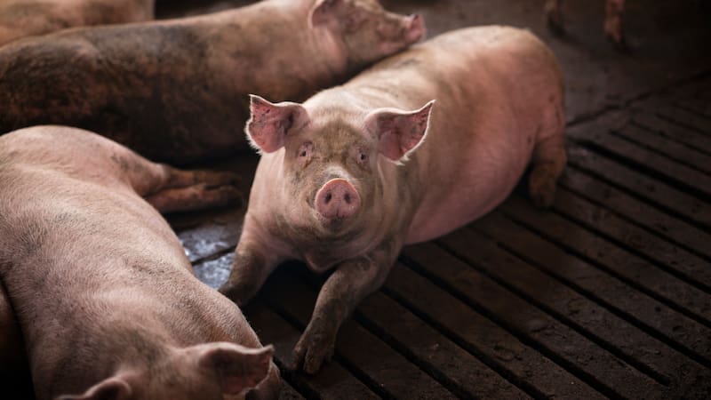 Confirman un brote de peste porcina en Cataluña tras 31 años sin casos. El foco afecta a 39 granjas, frena exportaciones y pone en alerta al sector porcino español.