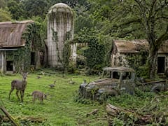 En 1988, un agricultor abandonó su granja de 152 hectáreas: 38 años después, se había vuelto un refugio del animal con el canto más hermoso del mundo