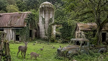 En 1988, un agricultor abandonó su granja de 152 hectáreas: 38 años después, se había vuelto un refugio del animal con el canto más hermoso del mundo