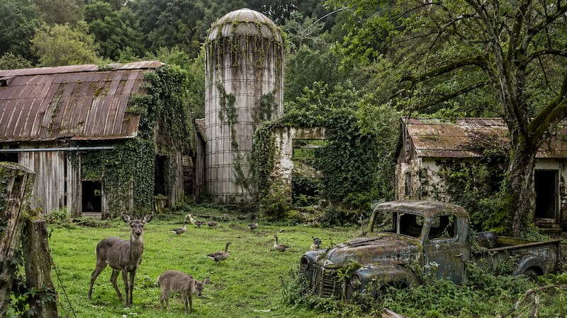 En 1988, un agricultor abandonó su granja de 152 hectáreas: 38 años después, se había vuelto un refugio del animal con el canto más hermoso del mundo.