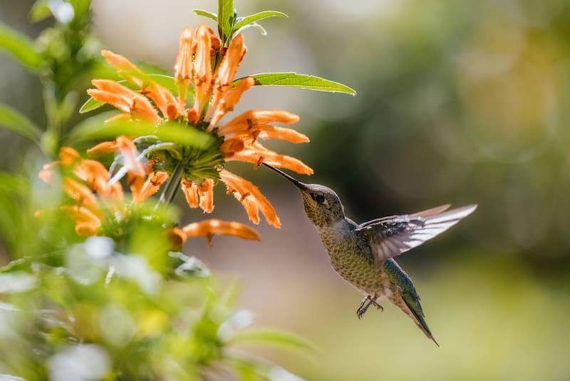 Cómo atraer un colibrí al jardín