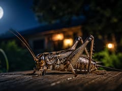 Escuchar grillos cantar en tu casa o jardín por la noche: qué significa y por qué es una buena señal