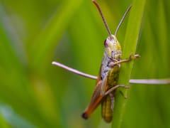 Escuchar grillos en el jardín durante la noche: por qué es bueno y qué significa