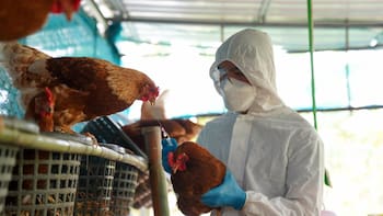 Gripe aviar: Senasa confirmó un caso de la variante H5 y suspende las exportaciones de productos avícolas