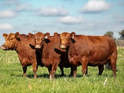 Dueños del Grupo ST amplían su presencia en el negocio ganadero