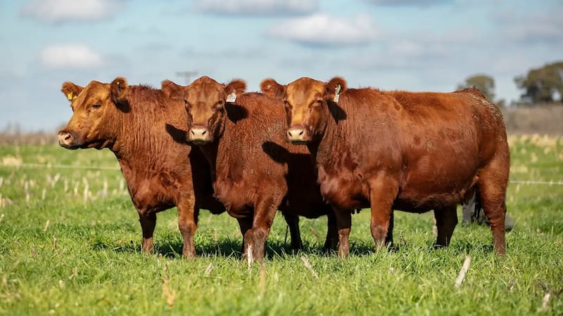 Grupo ST ganado Angus