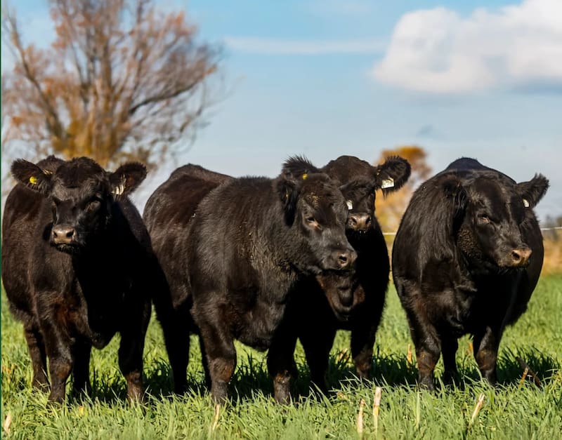 El objetivo de Grupo ST es consolidarse como un referente en la cría y mejoramiento genético de la raza bovina Angus (tanto variedades negro como colorado).