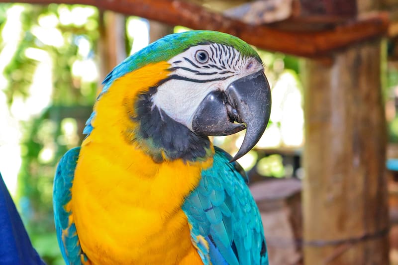Guacamaya de alas azules en rehabilitación en Misiones: preparación para su reintroducción en la selva misionera