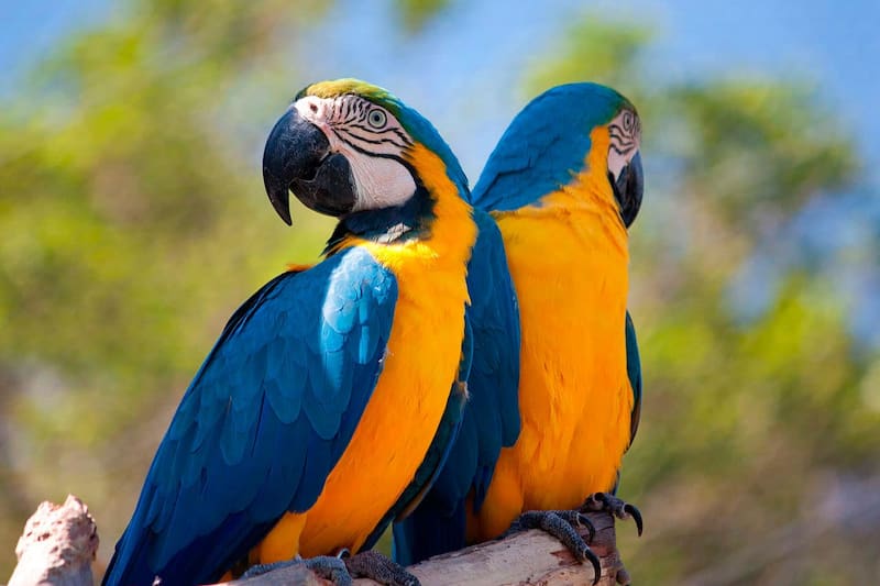 guacamayo azul y amarillo