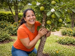 Ideal para jardines pequeños: el árbol frutal que florece todo el año, da sombra, no levanta el piso y aguanta sequías