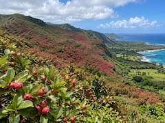 En 1825, plantaron un árbol de frutos comestibles para alimentar a la población. 200 años después, es una especie invasora que intentan combatir a toda costa