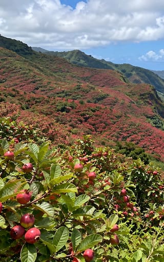 En 1825, plantaron un árbol de frutos comestibles para alimentar a la población. 200 años después, es una especie invasora que intentan combatir a toda costa