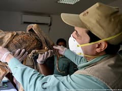 Hallan restos óseos momificados de supuestos “monstruos” y sus crías de hace 4000 años: parecen gárgolas