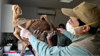 Hallan restos óseos momificados de supuestos “monstruos” y sus crías de hace 4000 años: parecen gárgolas