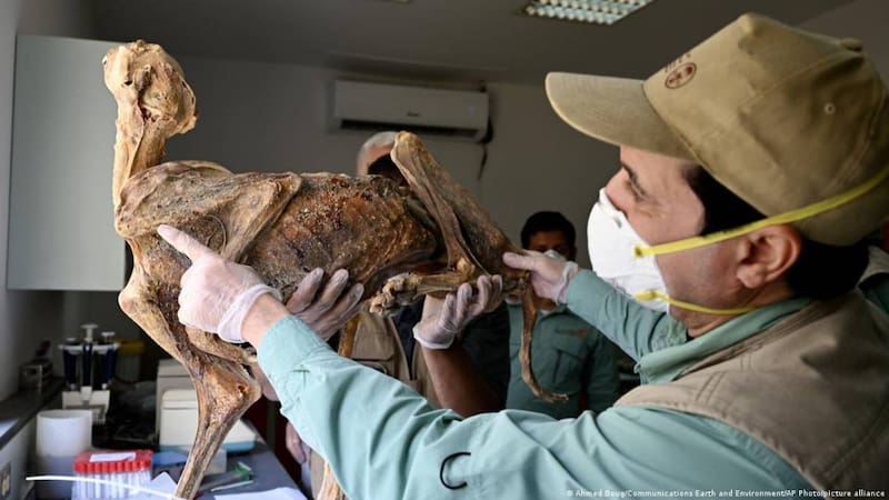 Restos de cachorros de guepardos perfectamente momificados.