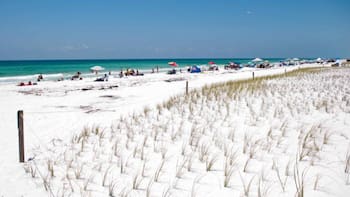 Equipos de trabajadores han reutilizado por casi 40 años miles de pinos en las playas de Alabama: se convierten en barreras contra la erosión