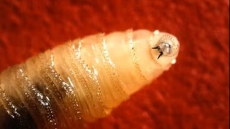 Así luce la larva. Fuente: USDA