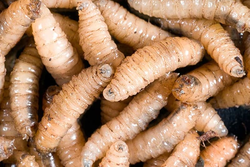 Gusano barrenador en la carne vacuna de México. Fuente: archivo