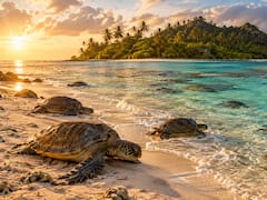 Hace 60 años Marlon Brando compró una isla abandonada como refugio personal. Hoy se ha convertido en el paraíso de las tortugas verdes