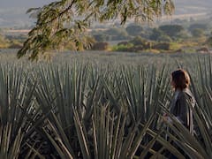 Scouter: La startup de Jalisco que seduce a Netflix y otras marcas con rodajes 35% más baratos que en CDMX