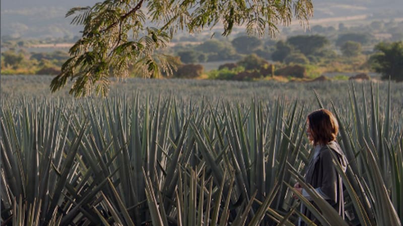 Hacienda El Carmen, en Jalisco, donde se filmó la serie Monarca de Netflix | Instagram