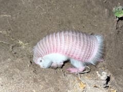 La ciencia captó al mamífero más difícil de rastrear del mundo: cómo es el “hada rosa” y por qué quedan tan pocos