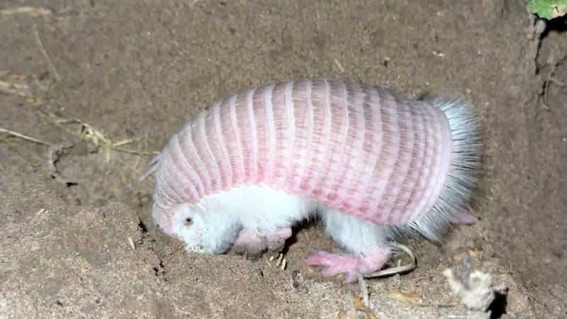 Hada rosa, el pequeño mamífero más difícil de capturar del mundo