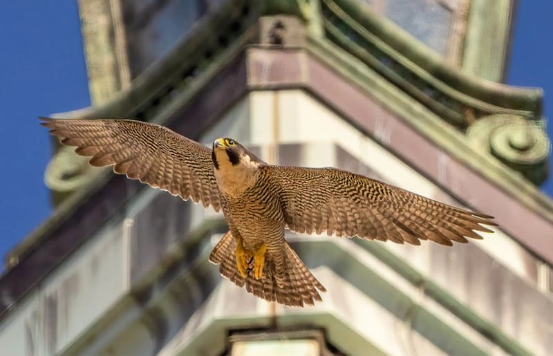 El halcón peregrino alcanza vuelos de hasta 380 kilómetros por hora.