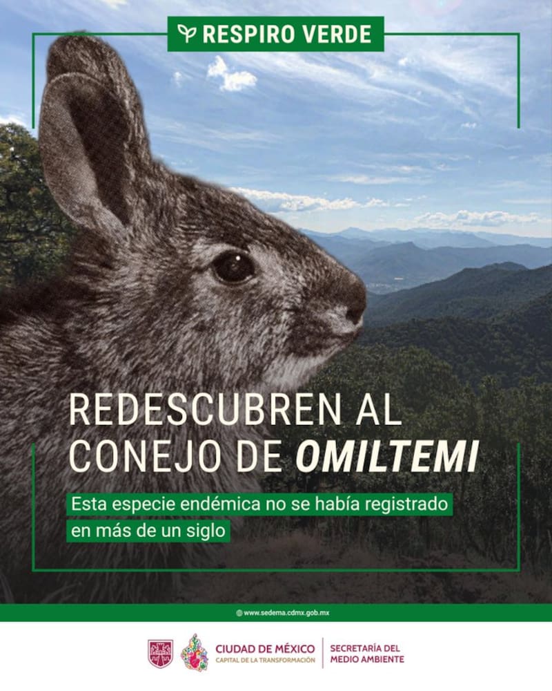 Hallan al conejo omiltemi tras 120 años desaparecido que se creía extinto.