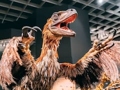 Hallazgo en China de un fósil de dinosaurio de 57 cm con plumas y alas reveló cómo estos reptiles evolucionaron su vuelo