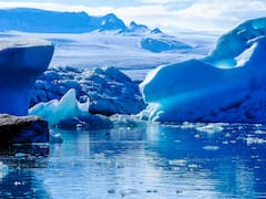 Hallazgo del siglo | Ubican en la Antártida criaturas marinas nunca antes vistas que podrían reescribir la historia de la biología