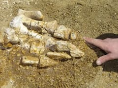El hallazgo del siglo | Descubren el primer hueso de dinosaurio de la Antártida: permaneció olvidado durante 40 años en un cajón