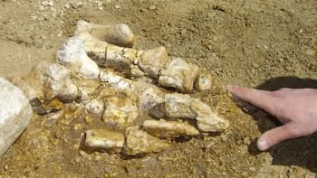 El hallazgo del siglo | Descubren el primer hueso de dinosaurio de la Antártida: permaneció olvidado durante 40 años en un cajón