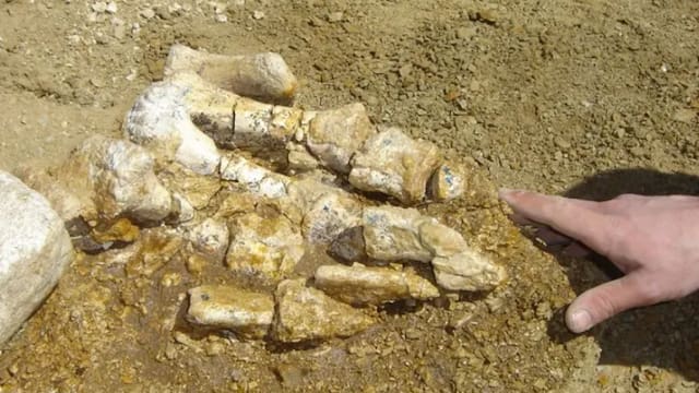 El hallazgo del siglo | Descubren el primer hueso de dinosaurio de la Antártida: permaneció olvidado durante 40 años en un cajón