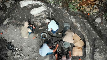 Hallazgo de fósiles de megafauna pleistocénica en este país de América: un perezoso y un mastodonte gigantes son desenterrados