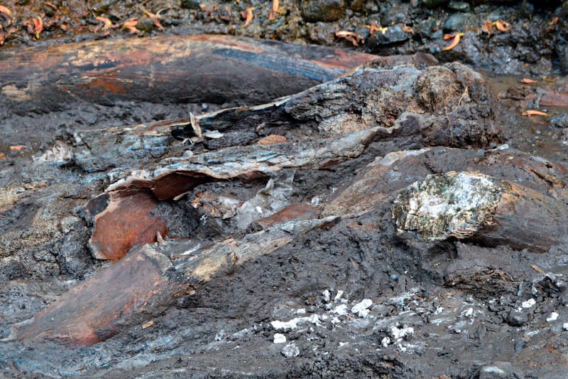 AME4772. CARTAGO (COSTA RICA), 13/02/2026.- Fotografía sin fecha especificada de toma cedida por el Ministerio de Cultura de Costa Rica que muestra fósiles en un terreno en Cartago (Costa Rica). Las autoridades de Costa Rica confirmaron este viernes el hallazgo de un fósil de perezoso gigante y otro de mastodonte gigante, que forman parte de la megafauna que habitó el país hace 10.000 o 40.000 años. EFE/ Ministerio de Cultura /SOLO USO EDITORIAL/ NO VENTAS/ SOLO DISPONIBLE PARA ILUSTRAR LA NOTICIA QUE ACOMPAÑA (CRÉDITO OBLIGATORIO)