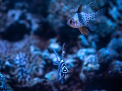 Hallan un pez fantasma que se disfraza de alga para volverse invisible y su existencia desafía las leyes de la evolución