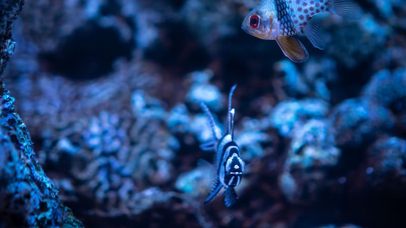 Hallan nueva especie de pez fantasma que se "disfraza" de alga para camuflarse.