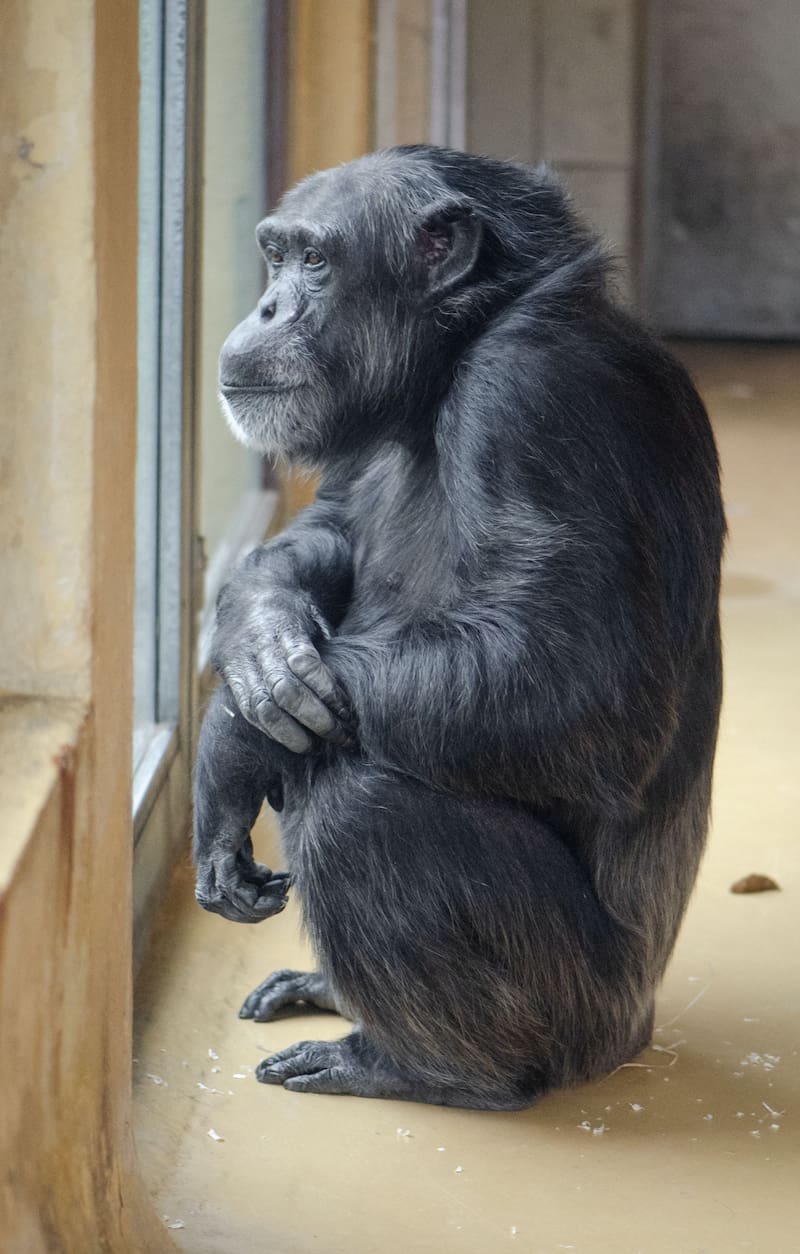 Hallan posible ancestro evolutivo común entre simios y humanos.