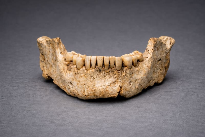 Hallaron mandíbulas casi completas, vértebras, dientes y fragmentos de huesos largos