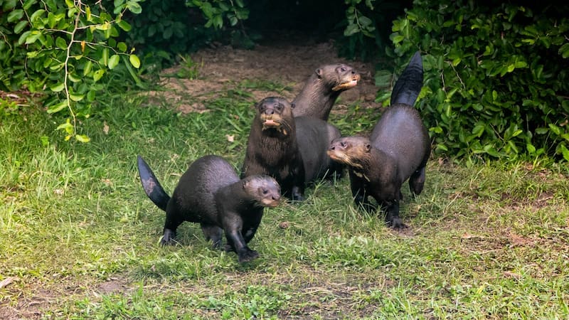 Tras 40 años de ausencia, Argentina hace historia con el regreso de un mamífero en peligro de extinción a los Esteros del Iberá (foto: archivo).