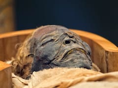 Hallazgo histórico en Egipto: encuentran una tumba repleta de momias y ataúdes de 3500 años