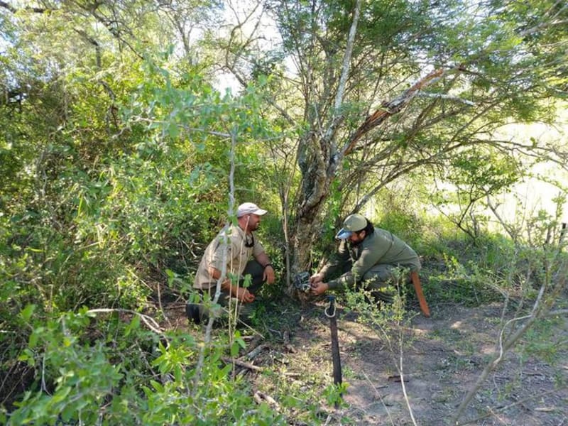 Yaguareté en Argentina