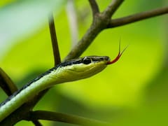 Hallazgo del siglo | Científicos confirman el regreso de una serpiente microscópica: se creía extinta hace más de 20 años