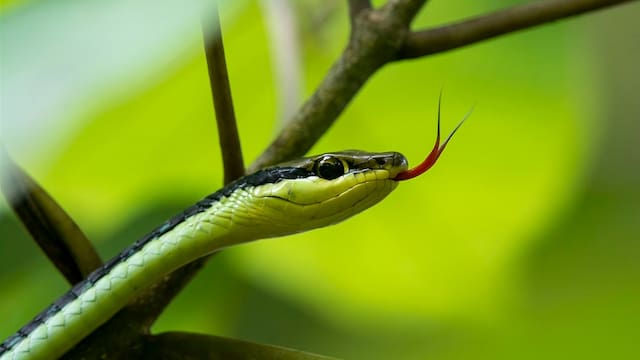 Hallazgo del siglo | Científicos confirman el regreso de una serpiente microscópica: se creía extinta hace más de 20 años